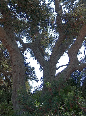 Cork Oaks (Quercus Suber)