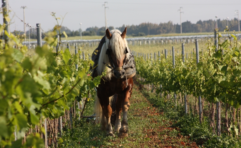 Aratura con il cavallo in un vigneto - ph. Giovanni Membola