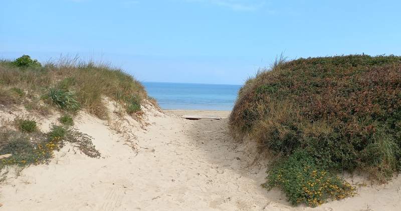 Le dune sabbiose a ridosso del mare