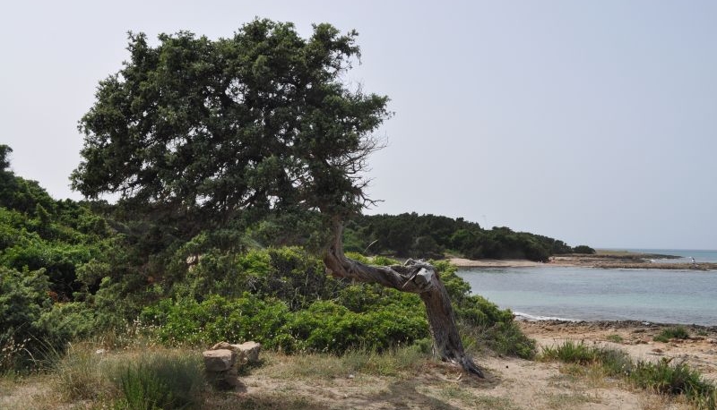 Parco delle Dune Costiere, le Dune a Ginepro - ph. sito ufficiale