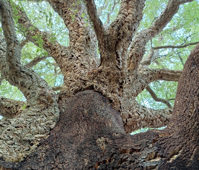 Brindisi. Bosco Lucci. Particolare della sugheraia. Foto dal profilo Facebook del Bosco dei Lucci