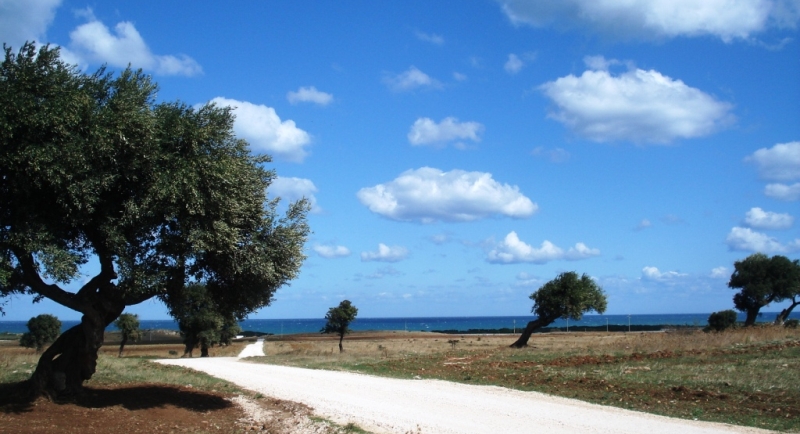 Il Parco degli ulivi secolari