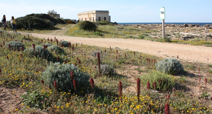 Parco di Punta Penne - Punta del Serrone. Vegetazione spontanea