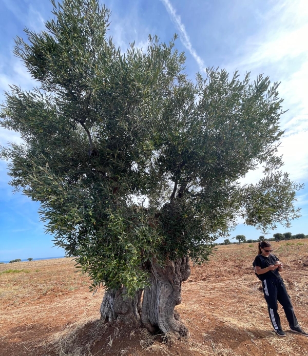 Ulivo secolare nella campagna brindisina