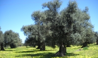 Così l’ulivo divenne un albero sacro