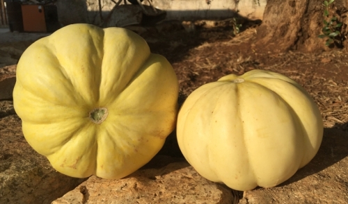 Il melone “feddi feddi” - riconosciuto Prodotto Agricolo del Territorio