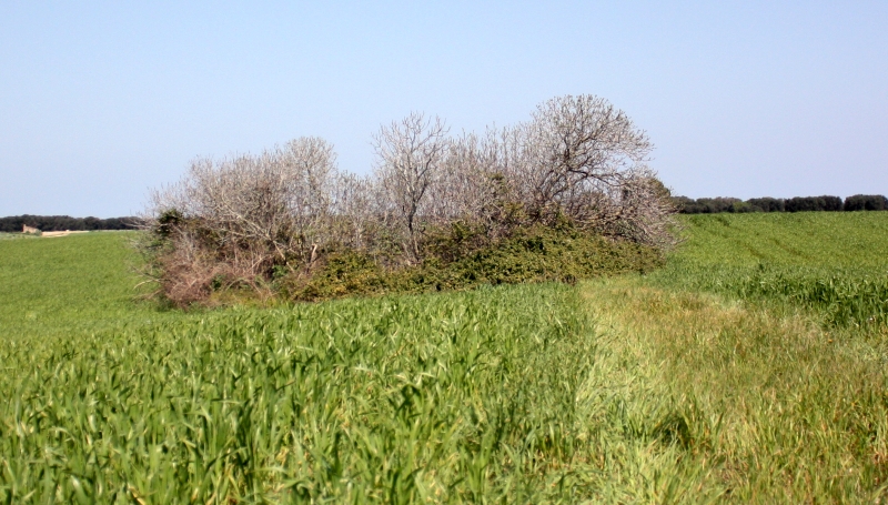 Pozzo di Vito. Il bacino è all'interno della vegetazione spontanea