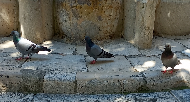 Alcuni piccioni di città