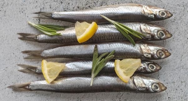 Alici - ph. orlando-fish.com