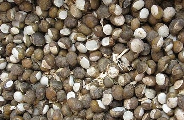 Lumache di terra, meglio conosciute come "cozze con la panna"