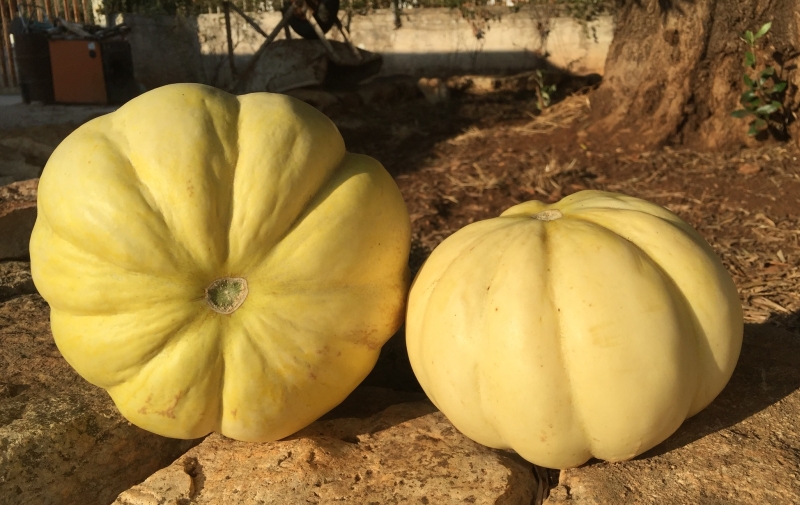 Il melone <em>Feddi feddi</em>