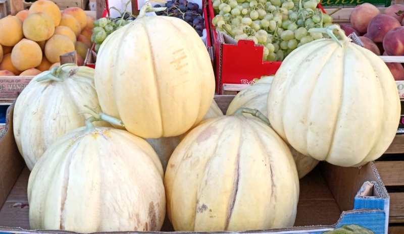 Il melone <em>Feddi feddi</em>