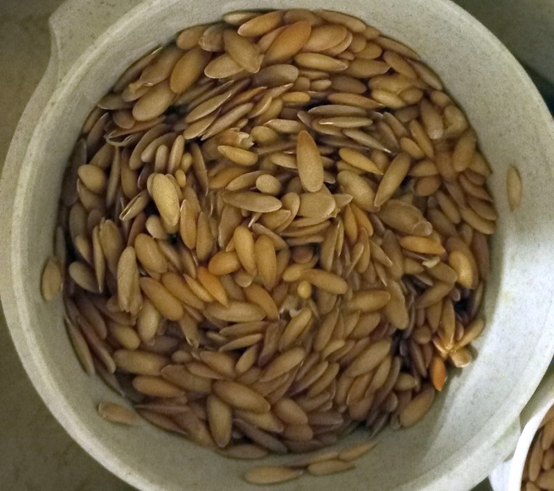 Semi di melone <em>Feddi feddi</em>