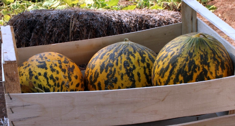 Il melone <em>Fior di fava</em>