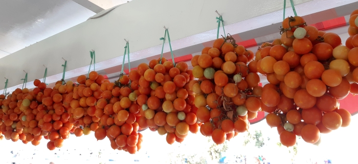 Le <em>pennule</em> di pomodori gialli per l'inverno