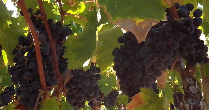 Uve di Negroamaro