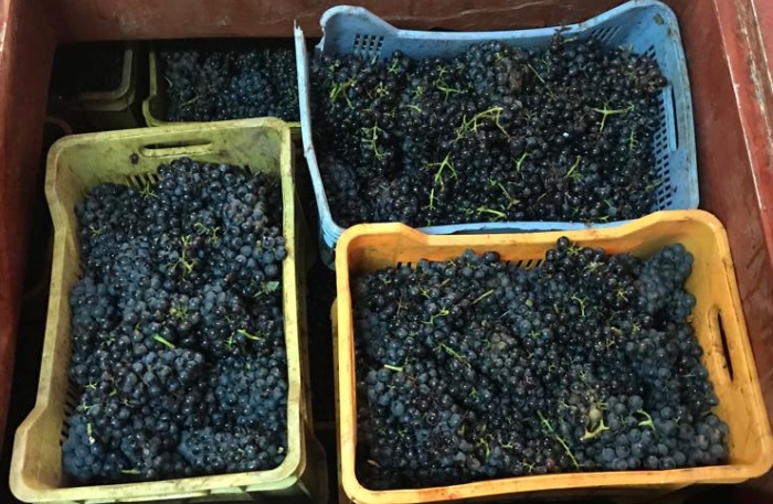 La uve di malvasia nera raccolte in cassette pronte per la macerazione carbonica - ph. Botrugno