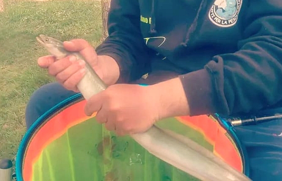 Anguilla appena pescata - ph. F. Destino(C)