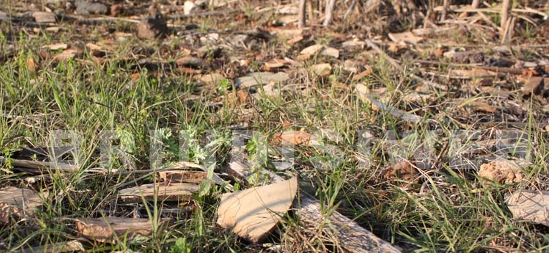 Giancola, resti dei materiali ceramici (scarichi) nei pressi delle fornaci (ph. G. Membola - dic. 2011)