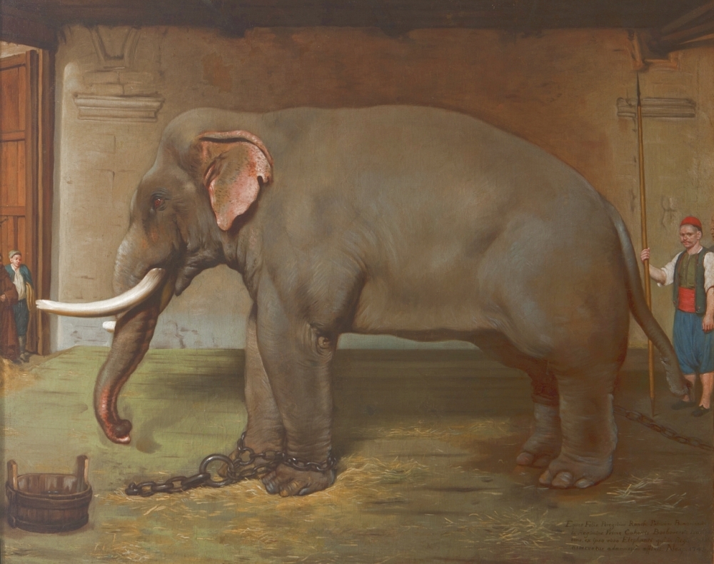 Dipinto dell'elefante realizzato da Pellegrino Rocchi