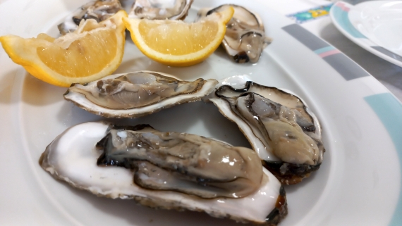 Ostriche brindisine (ph. G. Membola 2025)