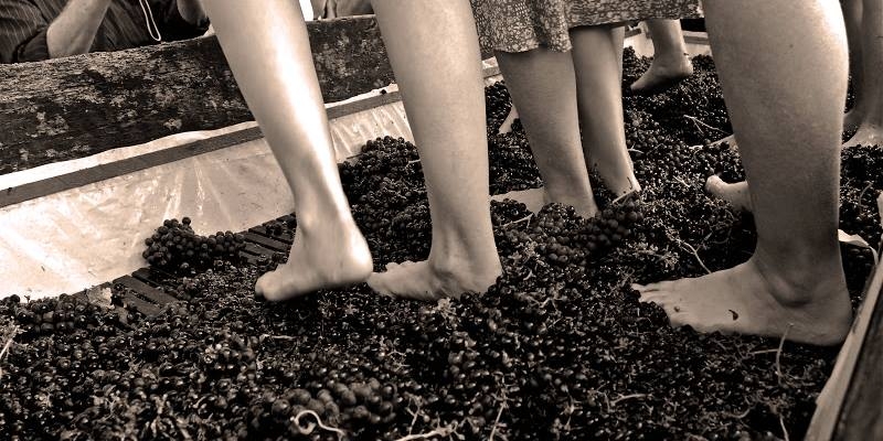 La pigiatura delle uve (ph. S.liuz1 - da Wikipedia, licenza Creative Commons)