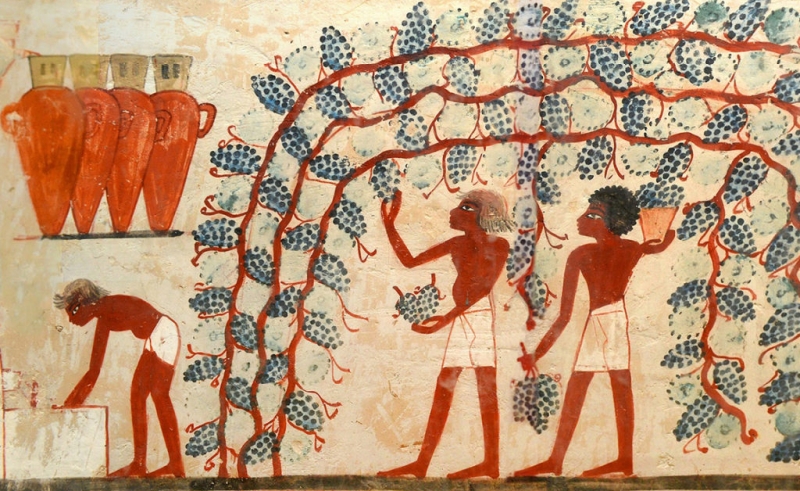 La pigiatura dell'uva in una antica pittura egiziana (1552 – 1306 a.C.) Tomba di Nakht - Necropoli tebana di Sheikh Abd el Qurna (dal web)