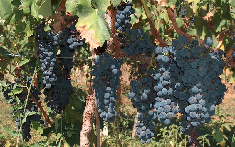 Uve di Malvasia Nera di Brindisi