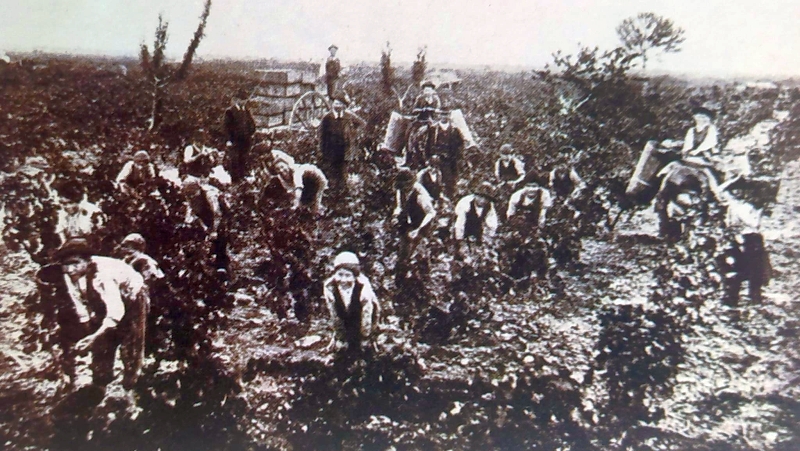 Immagine della vendemmia ai primi del Novecento