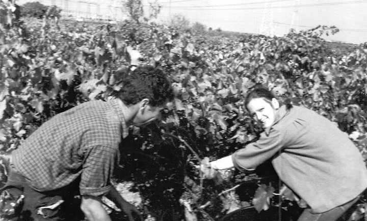 Vendemmia a Brindisi negli anni '70 (Coll. Famiglia Serse)