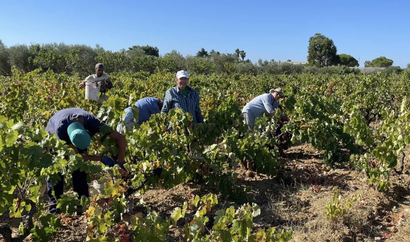 La vendemmia del Susumaniello allevato su alberello pugliese di (2022)