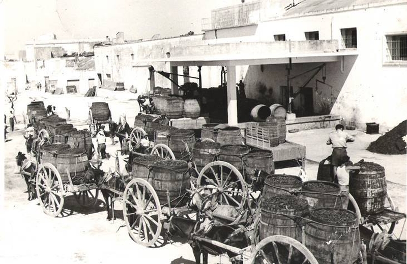 I carri con le botti piene di uva prima dello scarico allo stabilimento vinicolo