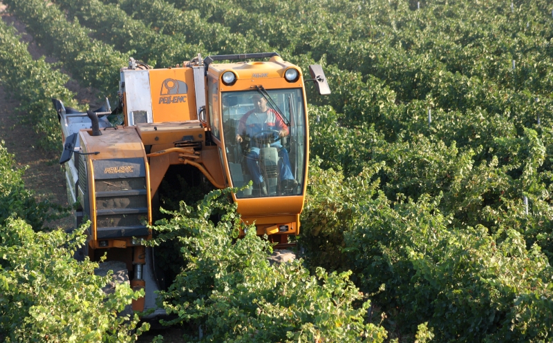 Raccolta meccanizzata delle uve in un vigneto a spalliera - ph. G. Membola(C) 2011
