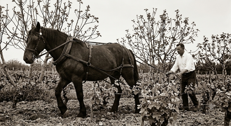 Aratura di un vigneto con il cavallo e aratro