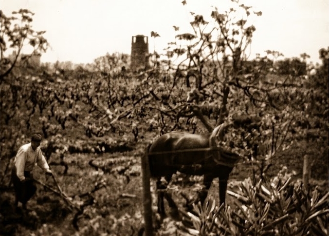 Aratura di un vigneto con cavallo
