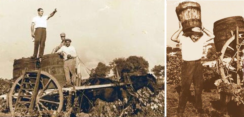Romolo Botrugno, vitivinicoltore brindisino del secondo dopoguerra