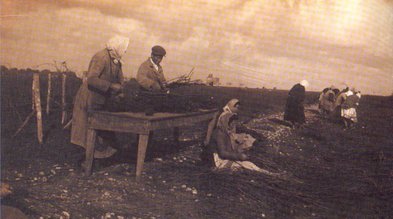 Lavori di preparazione del vigneto