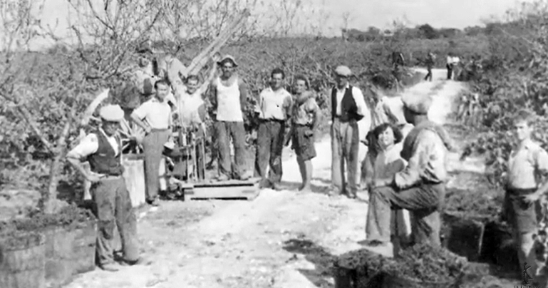 San Donaci. Immagine della vendemmia degli anni Cinquanta