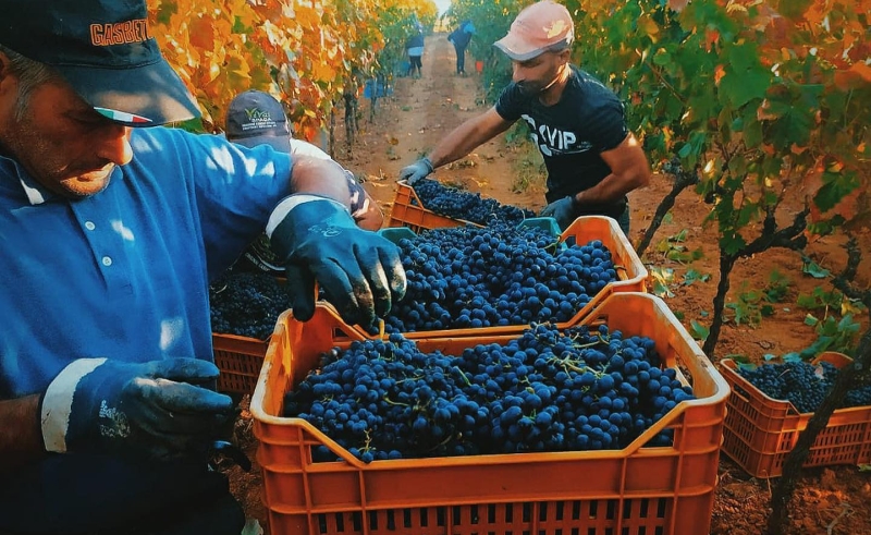 Raccolta delle uve in cassetta (Az. Agr. Botrugno)
