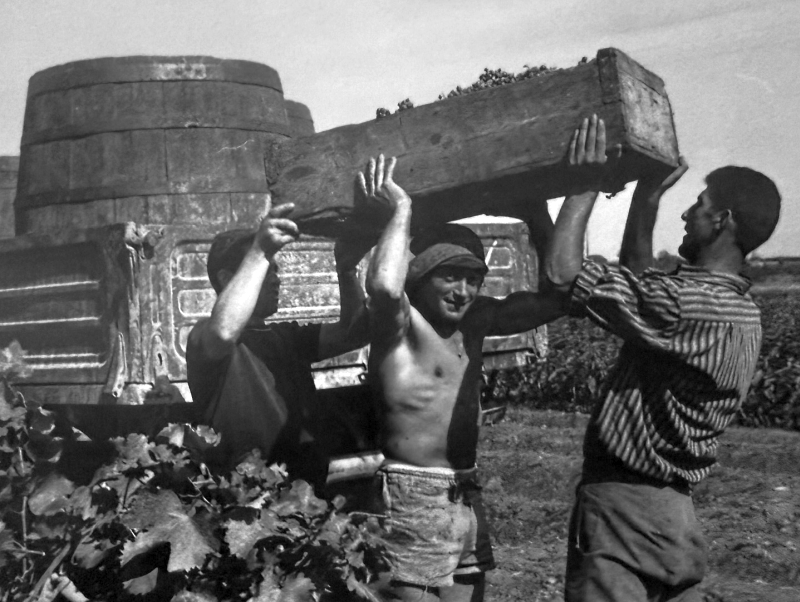 Fasi della vendemmia (foto coll. De Lorenzo-Mondatore)