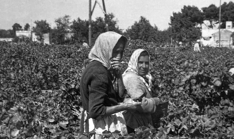 Donne dedite alla vendemmia (foto Az. Agricola Mondatore)
