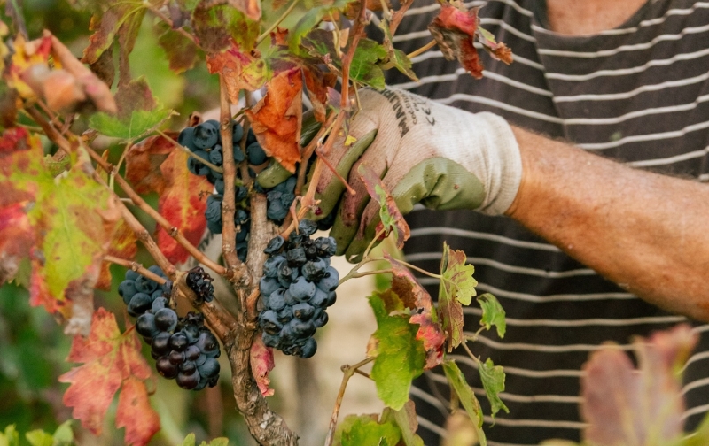 Vendemmia manuale (foto Az. Agricola Mondatore)