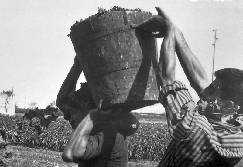 Trasporto a spalla delle uve vendemmiate (foto Az. Agricola Mondatore)