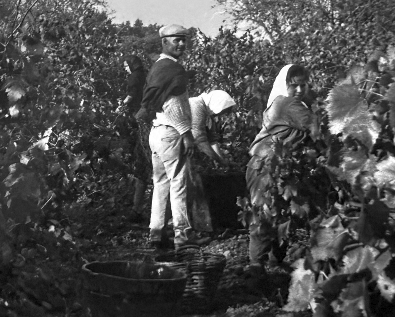 Vendemmia manuale (foto Az. Agricola Mondatore)